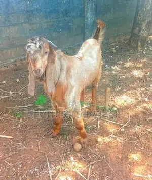 Kidaai Aadu