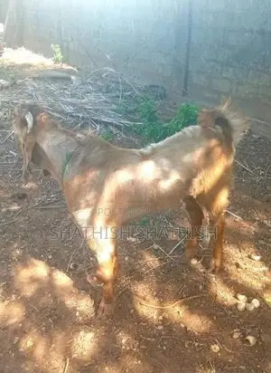 Kidaai Aadu