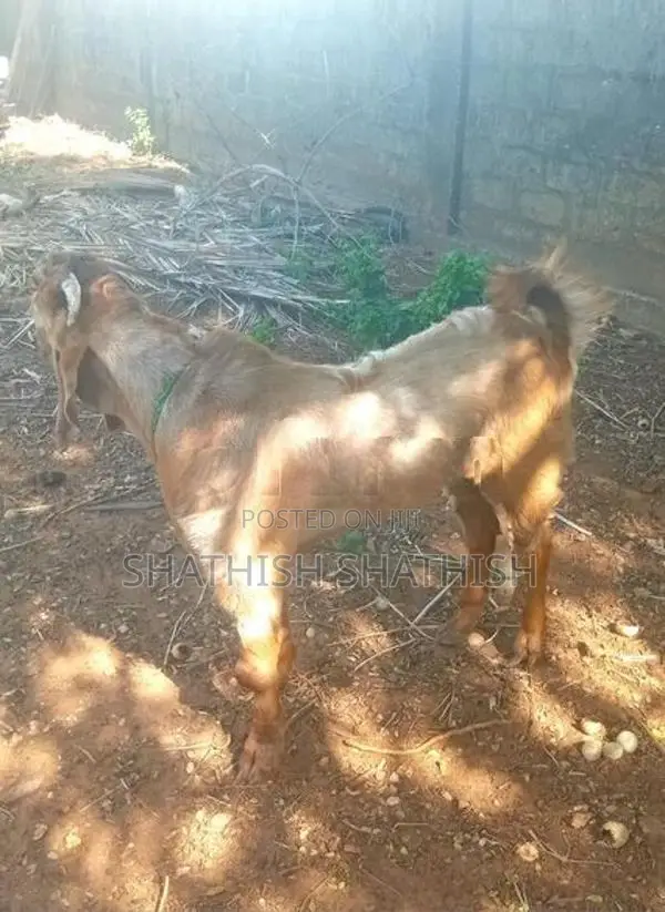 Kidaai Aadu