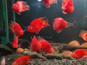 Heart Red Parrot
