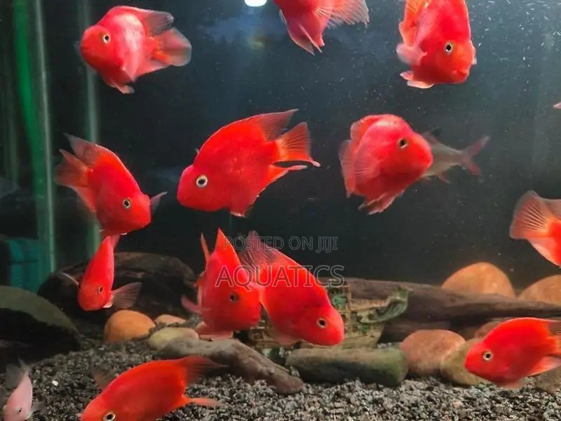 Heart Red Parrot