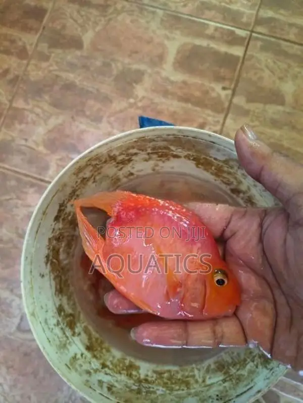 Heart Red Parrot
