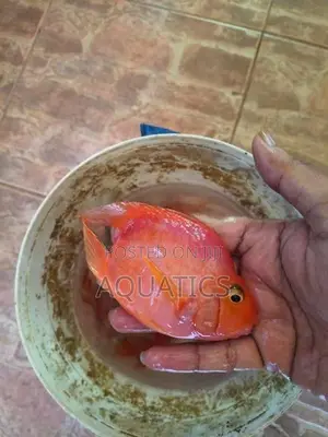 Heart Red Parrot