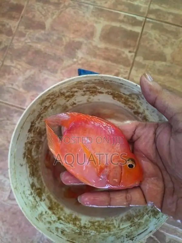 Heart Red Parrot