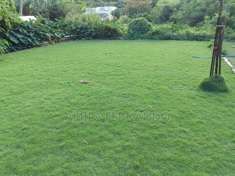 Australian With Malaysian Carpet Grass