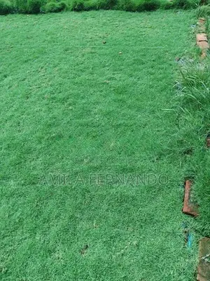 Australian With Malaysian Carpet Grass