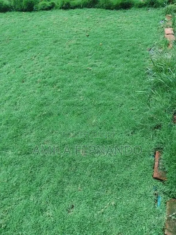 Australian With Malaysian Carpet Grass