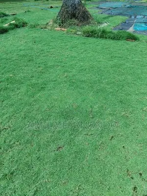 Australian With Malaysian Carpet Grass
