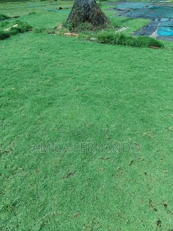Australian With Malaysian Carpet Grass