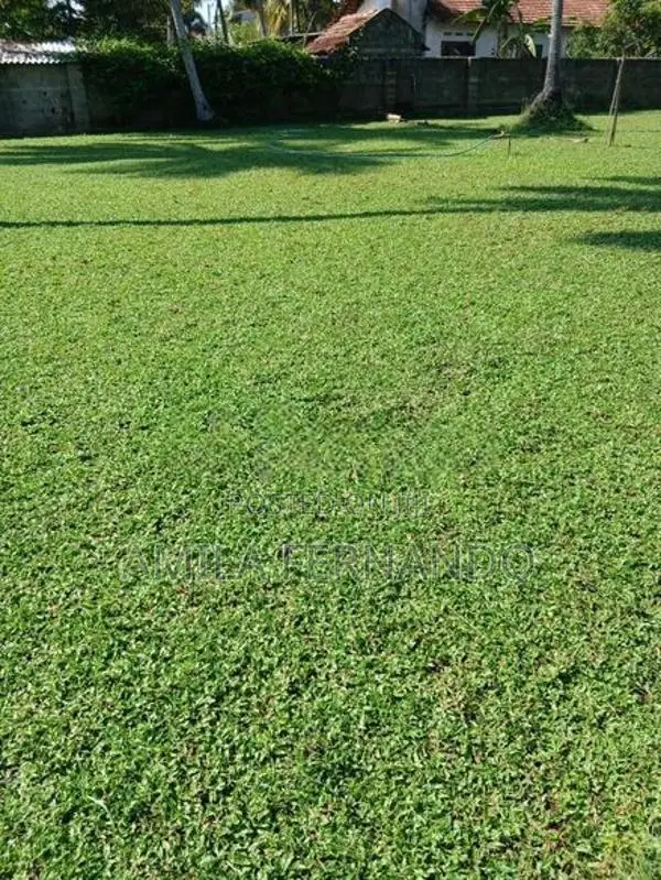 Australian With Malaysian Carpet Grass