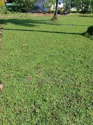 Australian With Malaysian Carpet Grass
