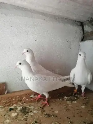 Pigeon