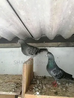 Pigeon