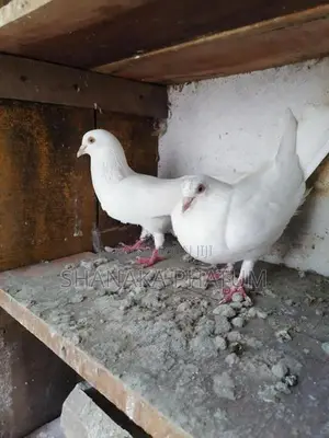 Pigeon