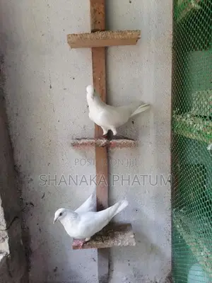 Pigeon