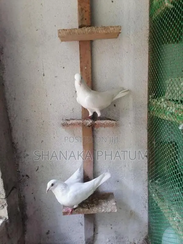 Pigeon