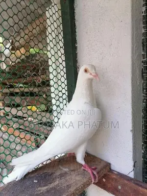 Pigeon
