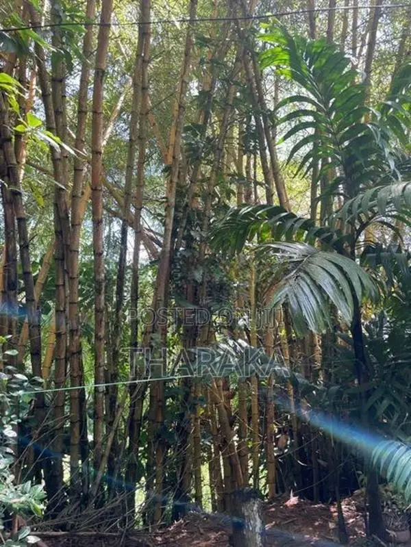 Bamboo Trees