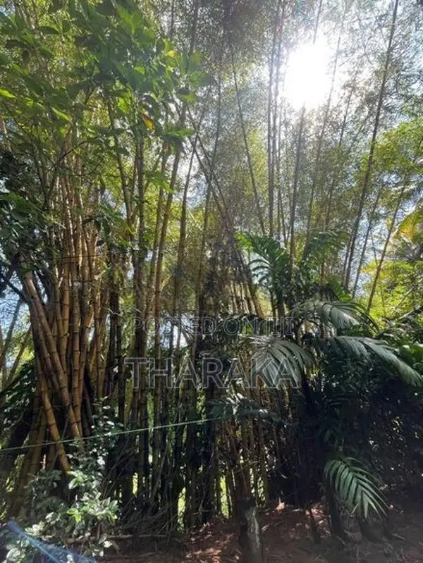 Bamboo Trees