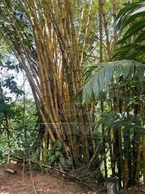 Bamboo Trees