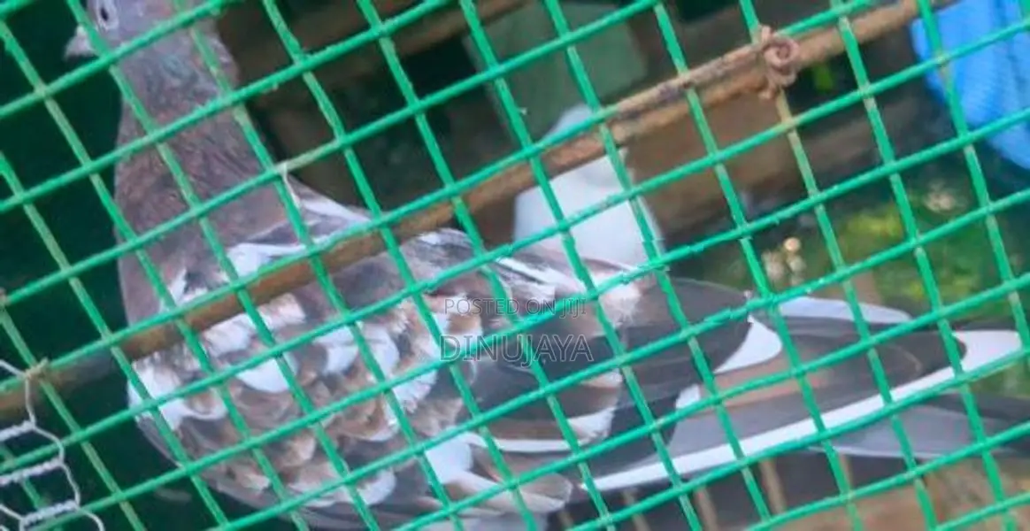 Red Pakistan Pigeon Bird