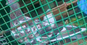 Red Pakistan Pigeon Bird
