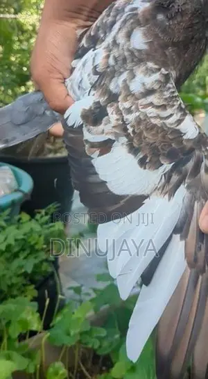 Red Pakistan Pigeon Bird