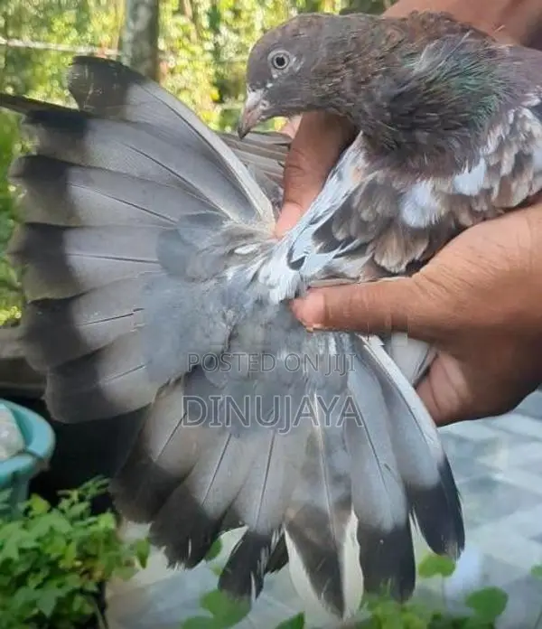 Red Pakistan Pigeon Bird