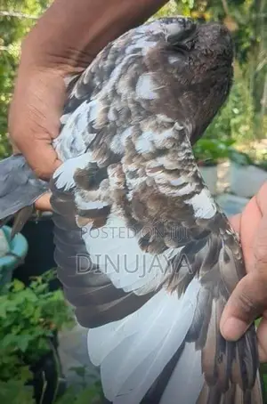 Red Pakistan Pigeon Bird