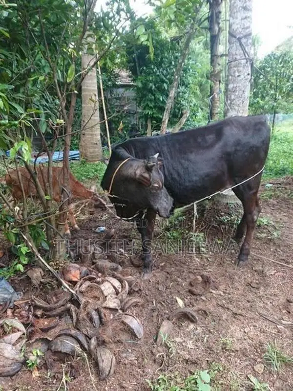 Nambi Cow