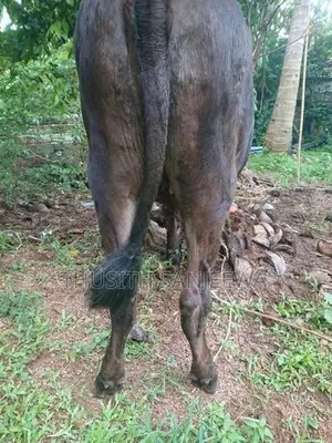 Nambi Cow