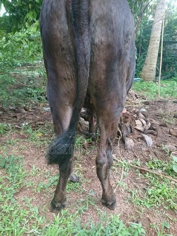 Nambi Cow