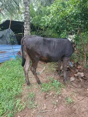 Nambi Cow