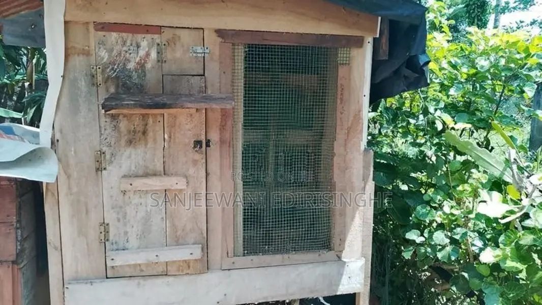 Bird Cage