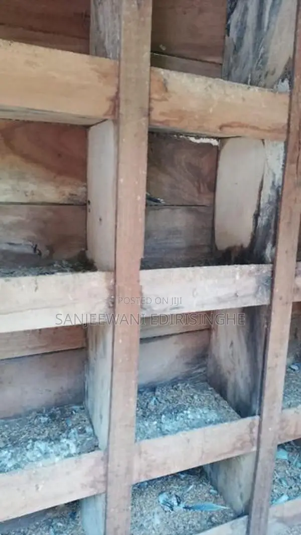 Bird Cage