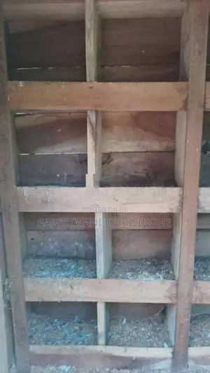 Bird Cage