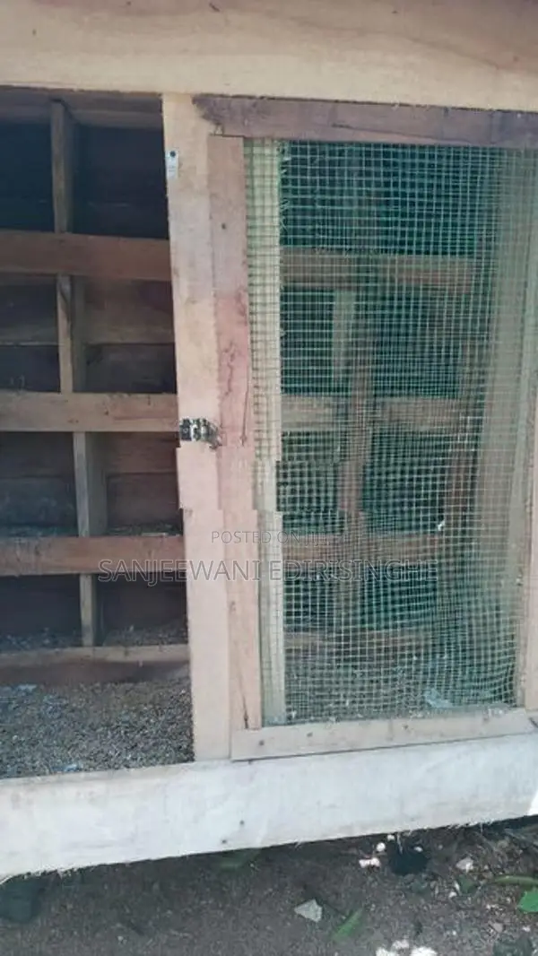 Bird Cage