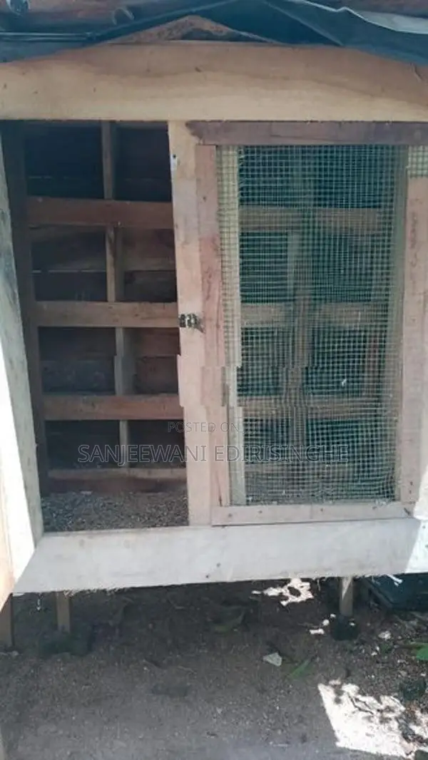 Bird Cage