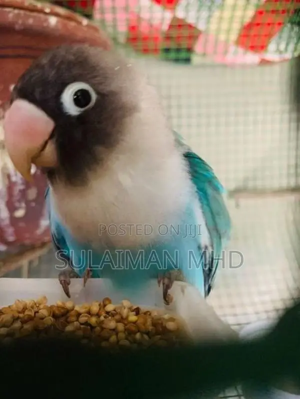 African Love Bird