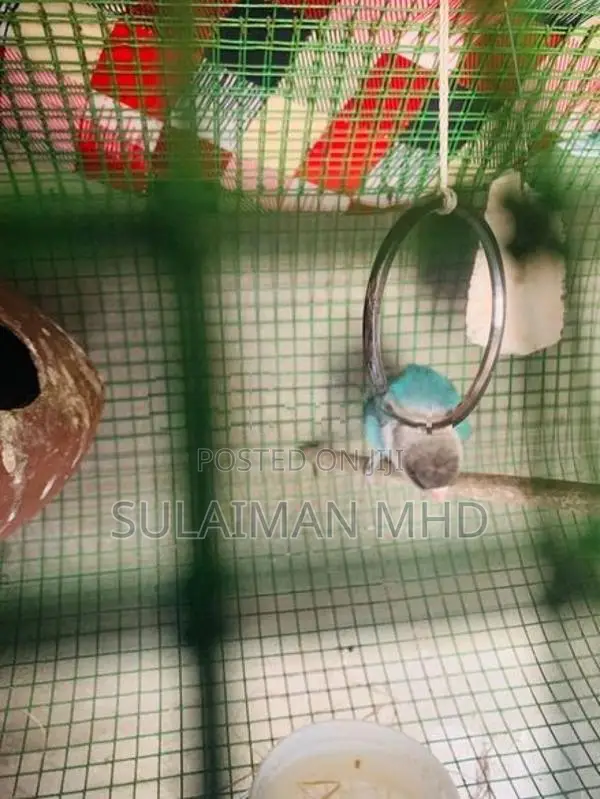 African Love Bird
