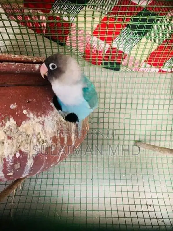 African Love Bird