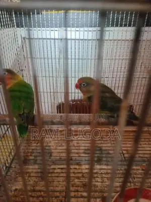African Love Bird