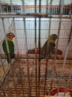 African Love Bird