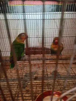 African Love Bird