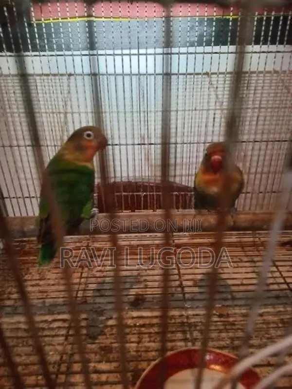 African Love Bird