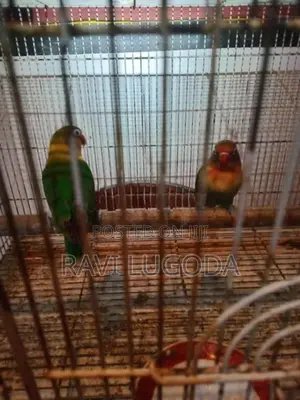 African Love Bird