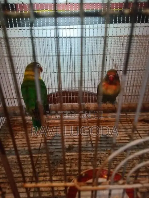 African Love Bird
