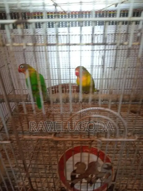 African Love Bird