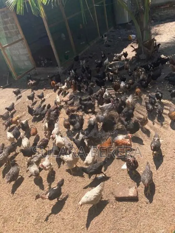 කුකුල් පැටවුන්
