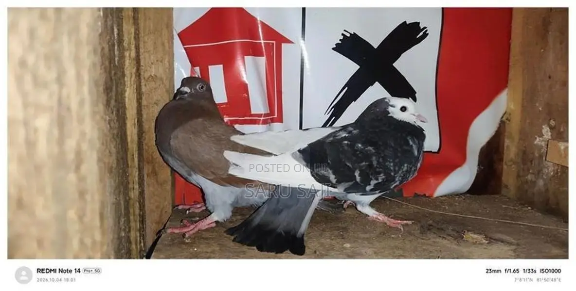 Pigeons